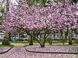 Magnolia