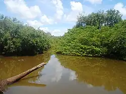 Tatuamunha River