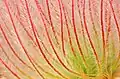 Detail of the styles on a seed head