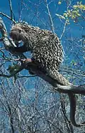 Black and white porcupine