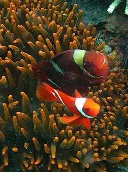 Pair in Indonesia