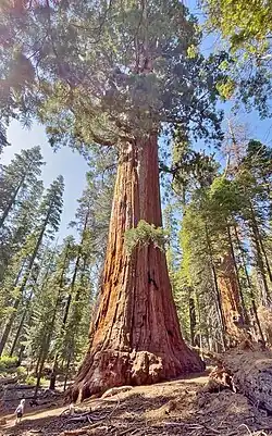 The President Tree