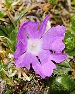 Close-up of flower