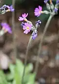 P. scandinavica flowers