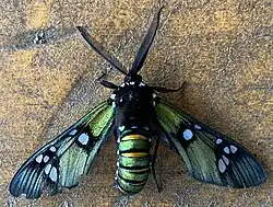 In Honduras