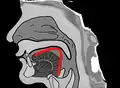 The shape of tongue when pronouncing ㄱ (g, k)