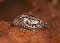 Prophysaon dubium (Cockerell, 1890)