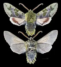 Proserpinus lucidus