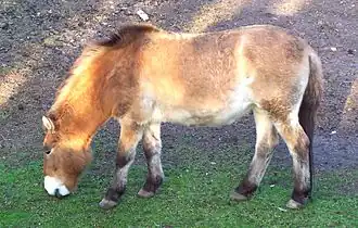 Takhi