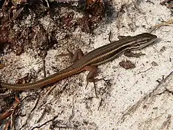 Psammodromus