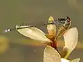 Male