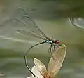 Male