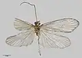 Male paratype specimen held at Auckland War Memorial Museum; the holotype of Pseudoeconesus tristirpis (synonymised in 1997)