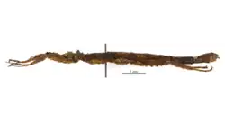 Mounted brown stick insect with 1cm Scale.