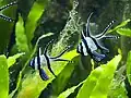 In the aquarium