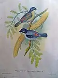 Himalayan Shrike-babbler, Pteruthius ripleyi, J. Gould & H.C. Richter