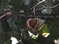 Winged seeds arranged in a pod of a Pterygota alata Tree