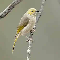 Ptilotula penicillata - Glen Davis