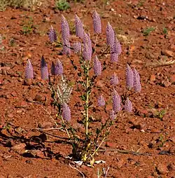 Ptilotus exaltatus Nees
