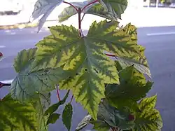 Damage to maple