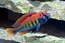 Image 24Cichlids such as Haplochromis nyererei diversified by sympatric speciation in the Rift Valley lakes. (from Speciation)