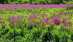 Lythrum salicaria