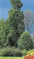 'Monumentalis' (tree C2713), RBGE azalea lawn, seen from south-east (1990s)