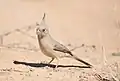 Female in southern Arizona