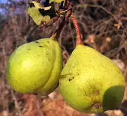Ripe fruits