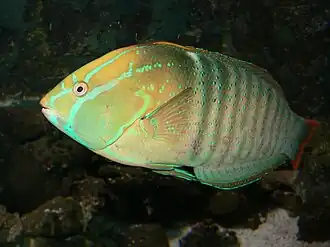 Male