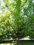 Chinese cork oak planted at Meise, Belgium