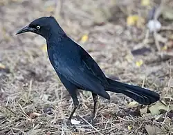 In Cuba