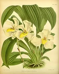 Pescatoria cerina (illustration)