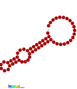 3'-terminal pseudoknot of BPYV: Predicted secondary structure from Rfam. Family RF01095.