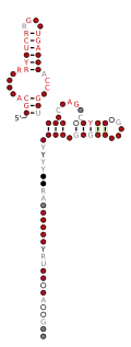 Flavi_ISFV_xrRNA Secondary structure taken from the Rfam database. Family RF03541
