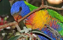 A green parrot with blue head and belly, and an yellow chest
