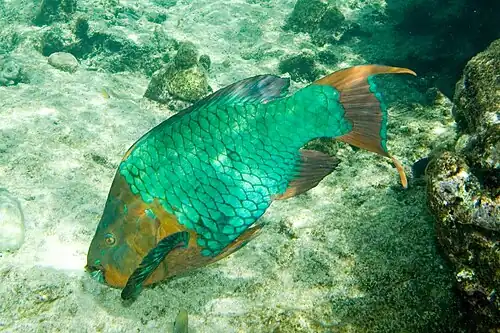 In Bonaire