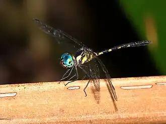 Male in Cairns