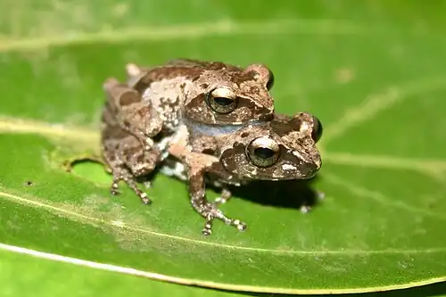 Amplexus
