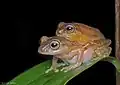 Pair in amplexus