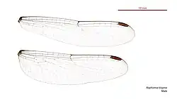 Male wings