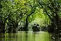 Image 67Ratargul Swamp Forest is a freshwater swamp forest located in Gowain River, Fatehpur Union, Gowainghat, Sylhet, Bangladesh. It is the only swamp forest located in Bangladesh and one of the few freshwater swamp forest in the world. The forest is naturally conserved under the Department of Forestry, Govt. of Bangladesh. Photo Credit: Sumon Mallick