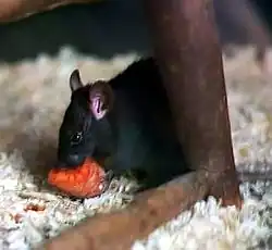 Rata negra (Rattus rattus)