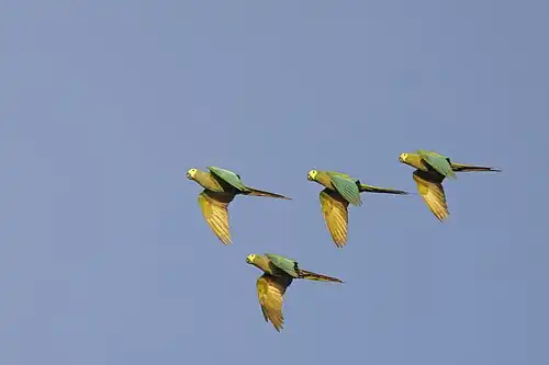 later afternoon flight
