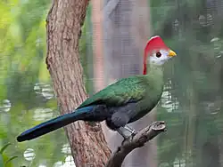 At San Diego Zoo, U.S.