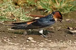 Collecting mud for nest construction (Parli, Maharashtra, India)