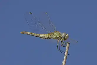Red-veined darter (Sympetrum fonscolombii) female Cyprus.jpg