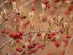 Fruit of this Aronia arbutifolia cultivar persist through the winter and into early spring when new buds are emerging.