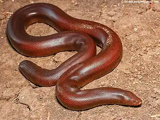 Dorsal view