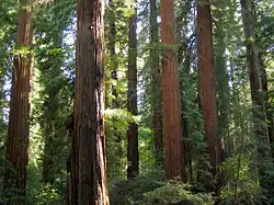 Sequoia